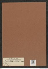 Auliscus incertus A. Schm. (de-Toni-Nr.: Genus 171, Species 4355) Zeichnungen Sammlung Grunow Mappe 04312 (Herbarium_W_Grunow_drawings_Folder_04312)